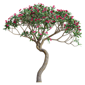 White and red plumeria