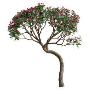 White and red plumeria