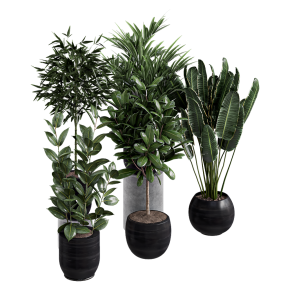 Collection of plants: bamboo, ficus, banana, plumeria