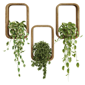 Hanging plants in a box