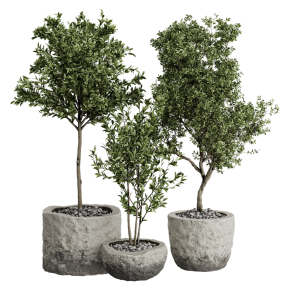 Houseplants No. 29