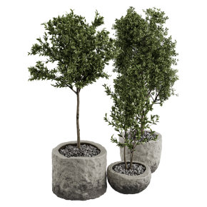 Houseplants No. 29