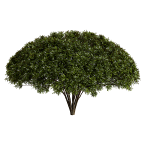 European puffball and Palo Verde tree