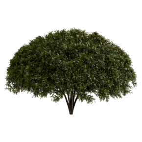European puffball and Palo Verde tree