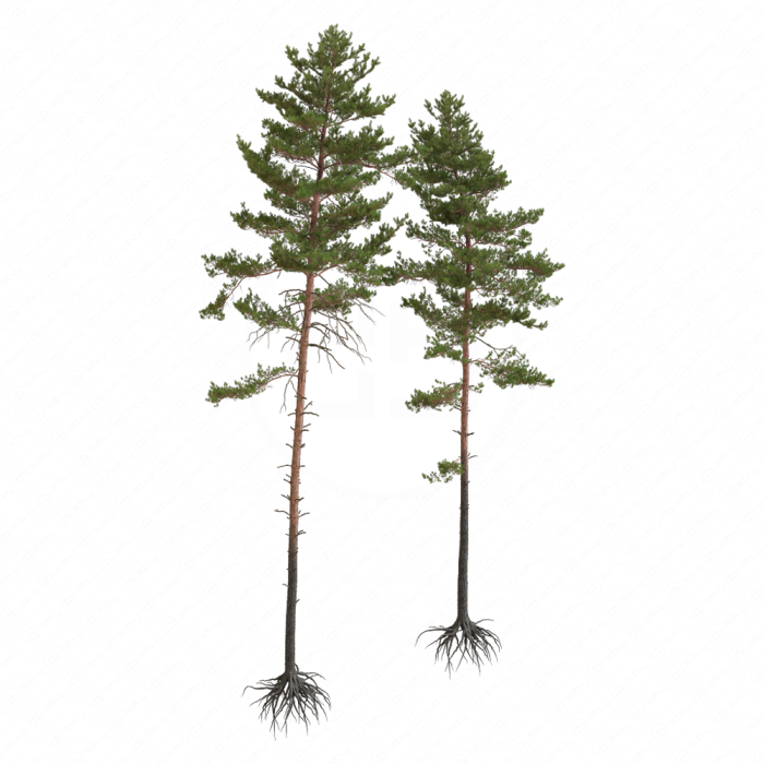 Корабельная сосна две высоты