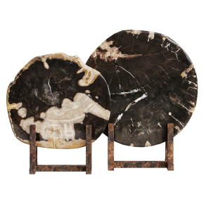 Срезы окаменевшего дерева Black Petrified