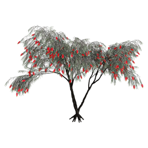 Callistemon pendulous No. 1