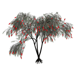 Callistemon pendulous No. 1