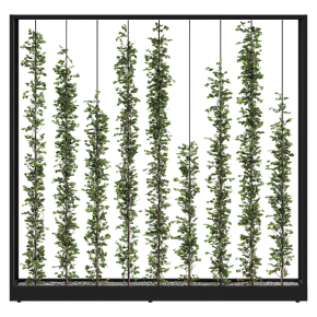 Green Wall - Plants partition 06
