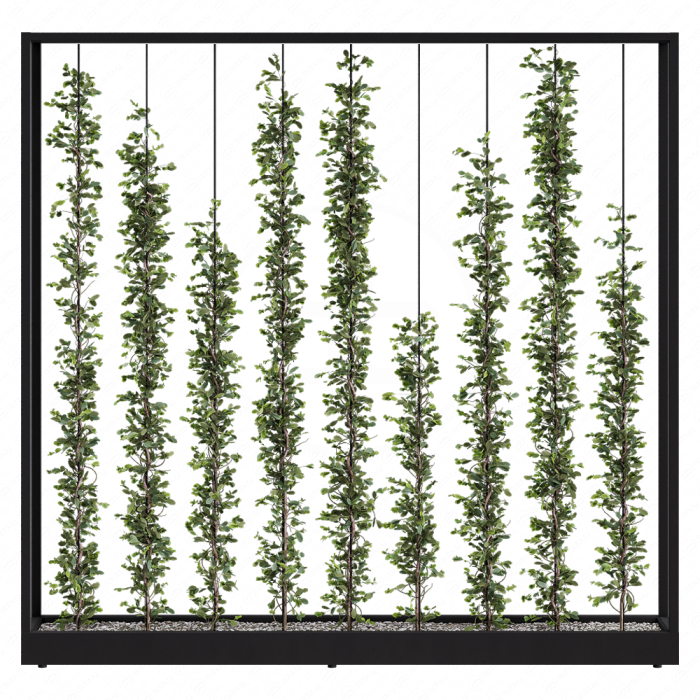 Green Wall - Plants partition 06