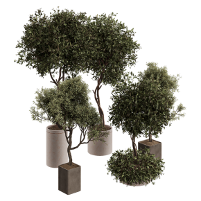Potted olive trees