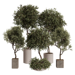 Potted olive trees