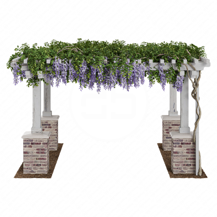 Пергола с фиолетовой Глицинией