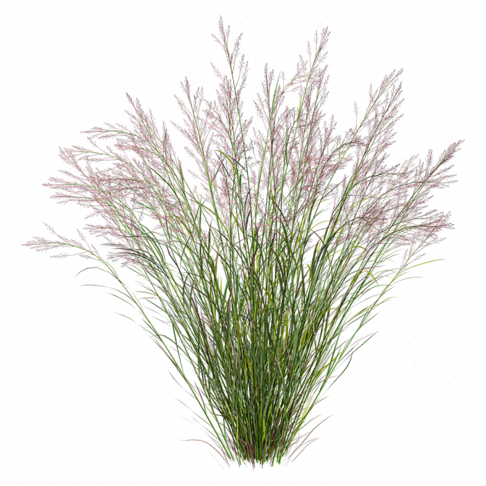 Пролистник на лугу