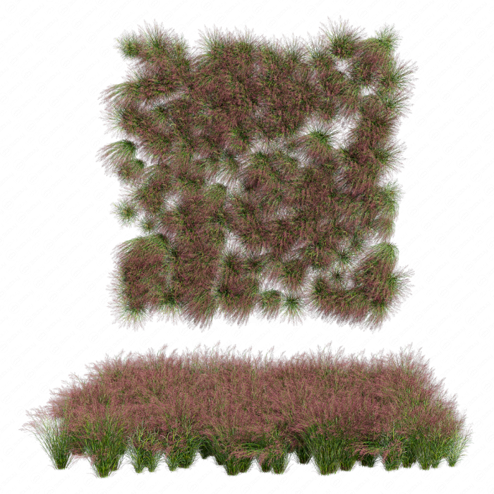 Пролистник на лугу