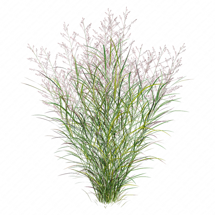 Пролистник на лугу