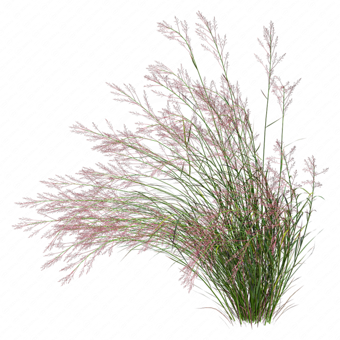 Пролистник на лугу