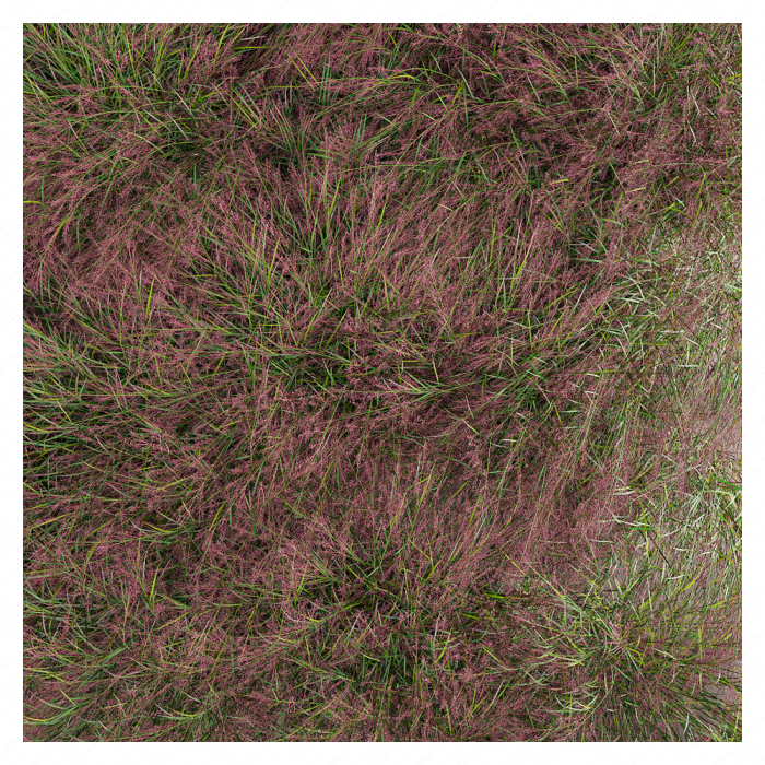 Пролистник на лугу