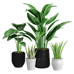 Houseplants No. 49