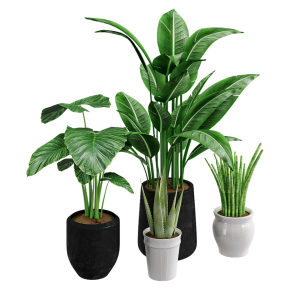 Houseplants No. 49