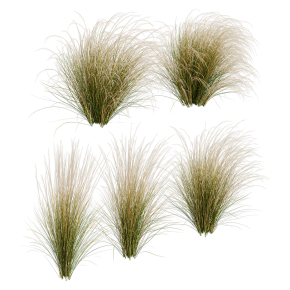 Ковыль / Stipa / Feather grass #1