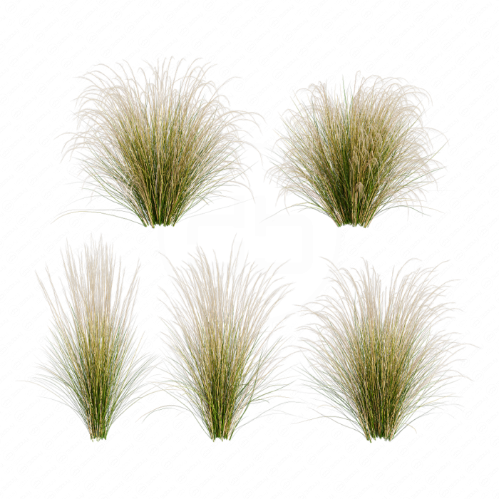 Ковыль / Stipa / Feather grass #1