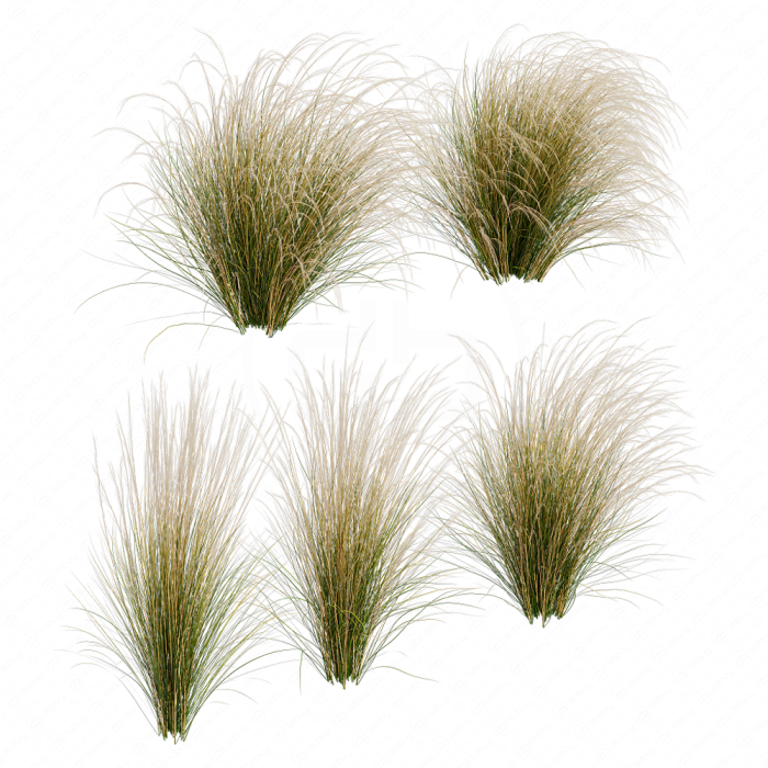 Ковыль / Stipa / Feather grass #1