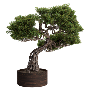 Bonsai in Pot No. 3