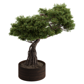 Bonsai in Pot No. 3