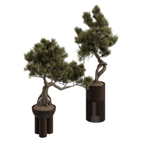 Бонсай Pinus Pentaphylla Thunbergii №2