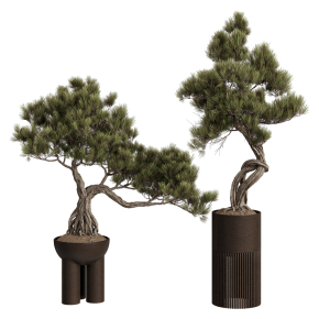 Бонсай Pinus Pentaphylla Thunbergii №2