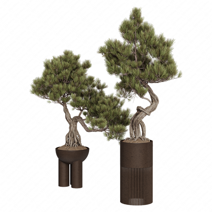 Бонсай Pinus Pentaphylla Thunbergii №2