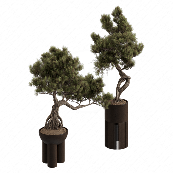 Бонсай Pinus Pentaphylla Thunbergii №2