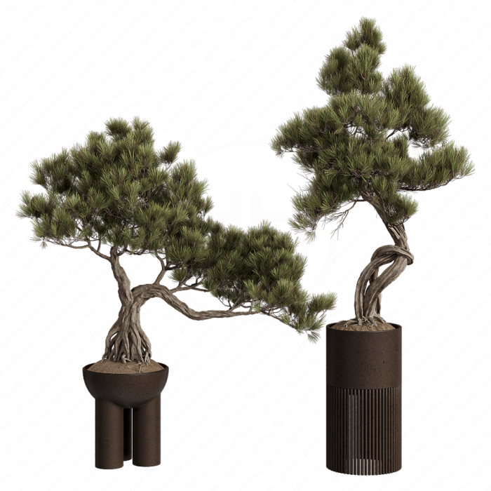 Бонсай Pinus Pentaphylla Thunbergii №2