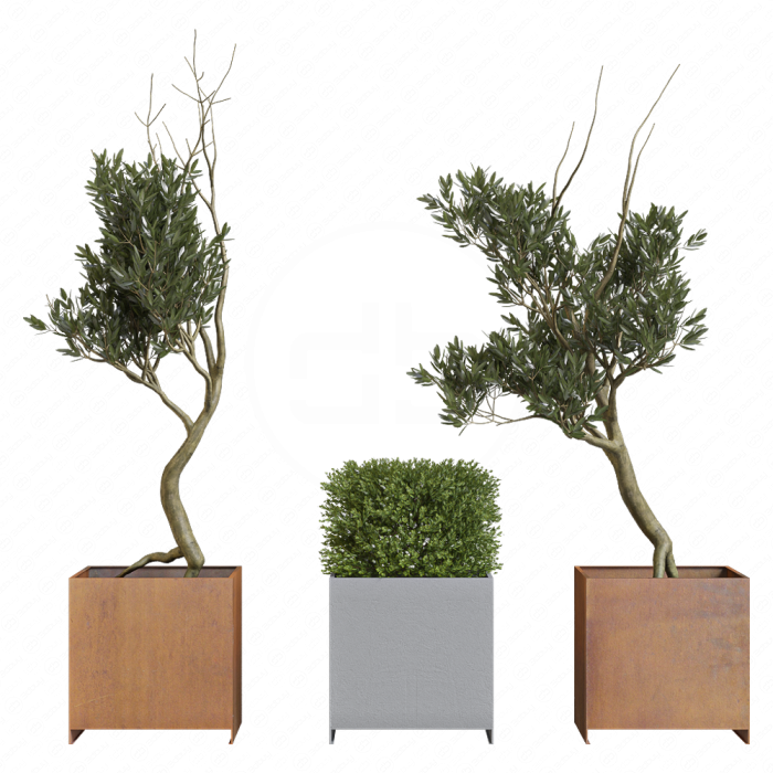 Кусты декоративные Planterworx
