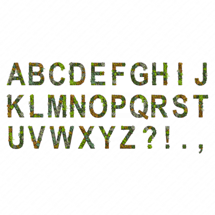 Алфавит из седумов