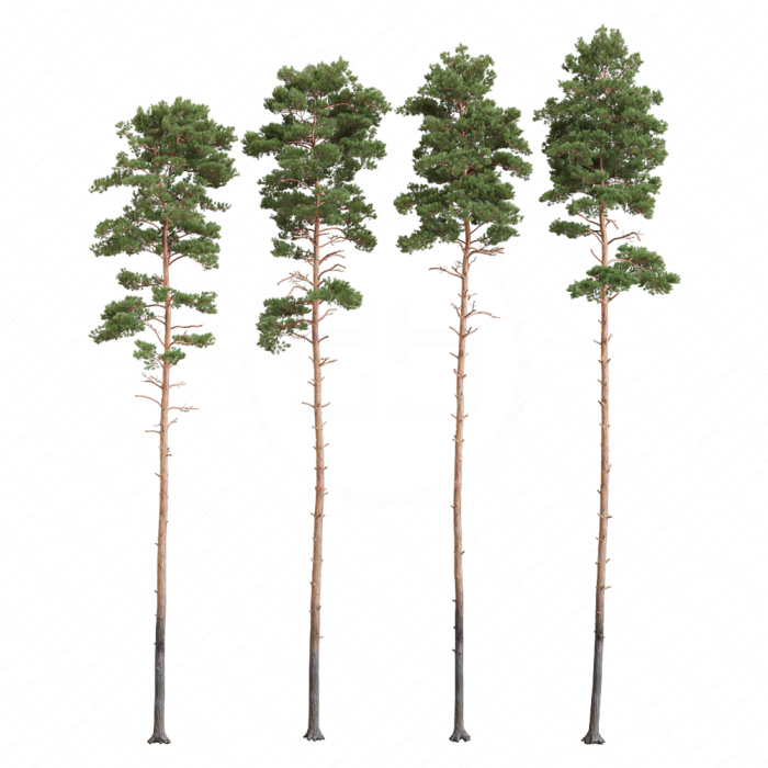Корабельные сосны с сучками