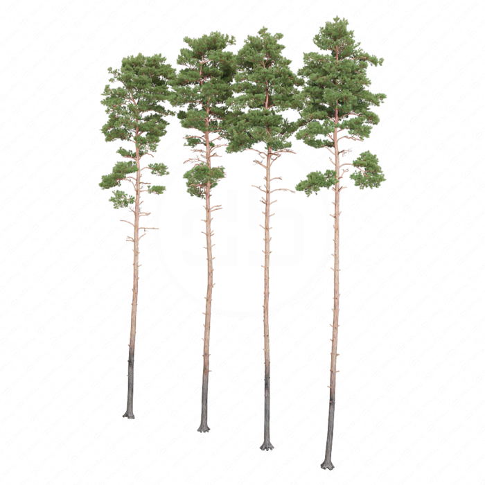 Корабельные сосны с сучками