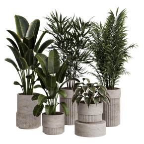 Houseplants No. 43