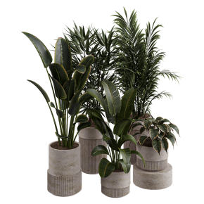 Houseplants No. 43