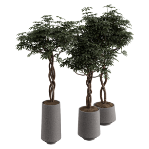 Шеффлера Arboricola