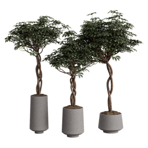 Шеффлера Arboricola