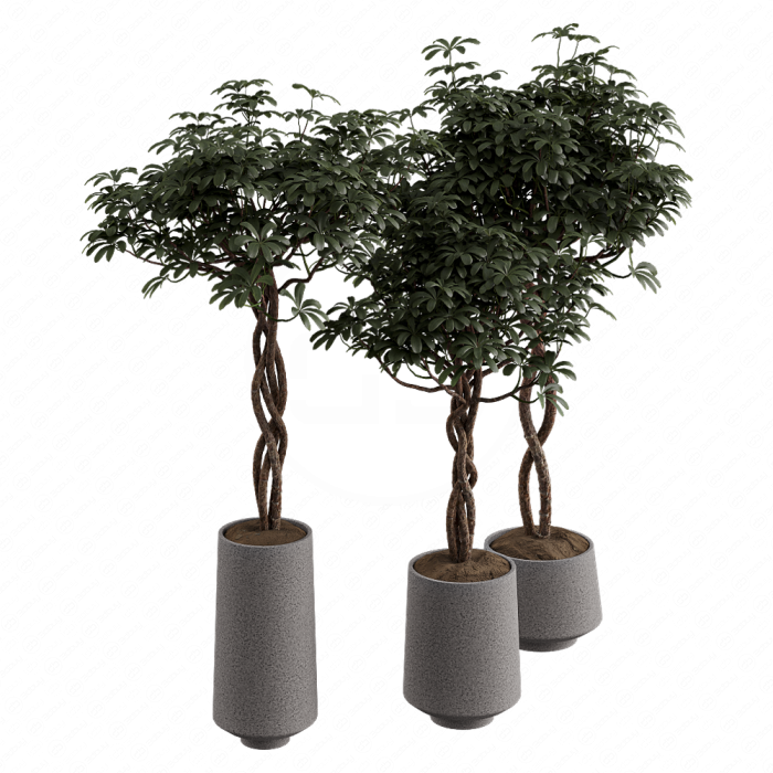 Шеффлера Arboricola Шеффлера Arboricola