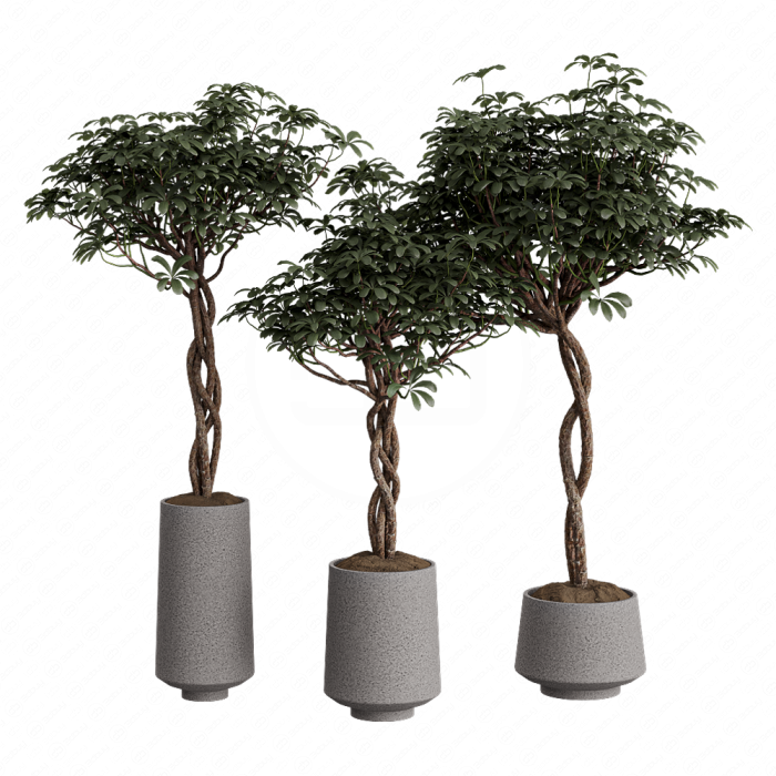 Шеффлера Arboricola Шеффлера Arboricola