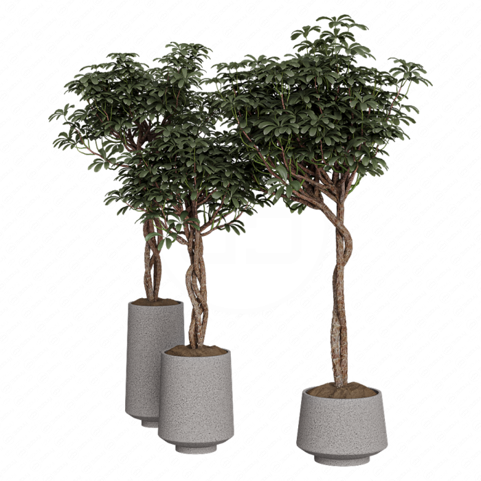 Шеффлера Arboricola Шеффлера Arboricola