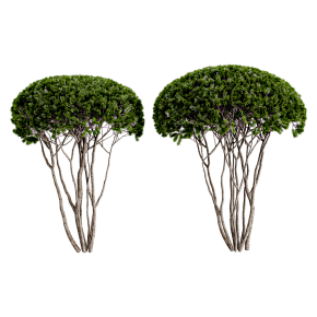 Тис многствольный