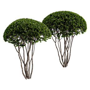 Тис многствольный