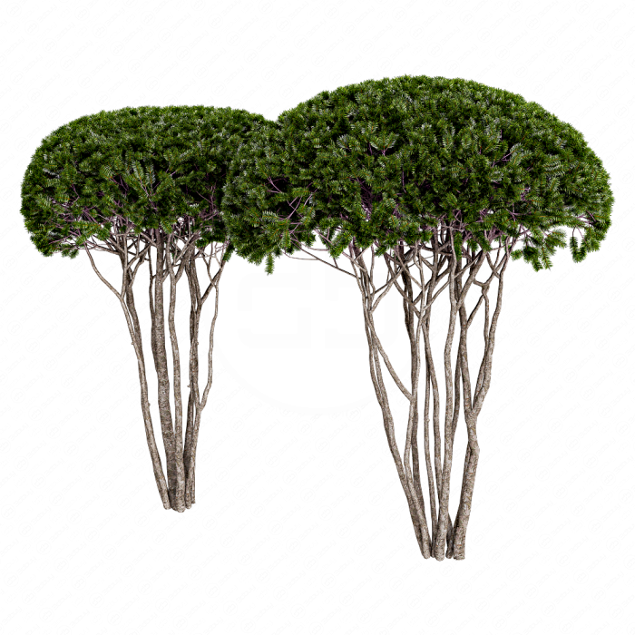 Тис многствольный