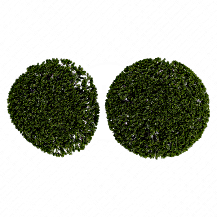 Тис многствольный