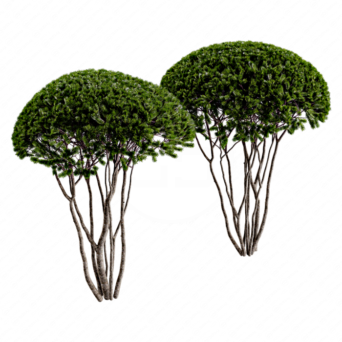 Тис многствольный